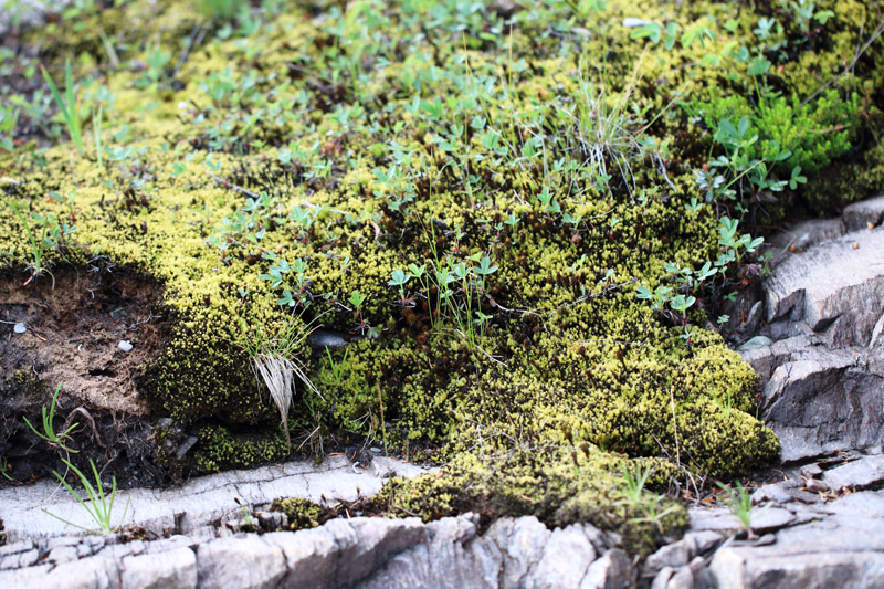 Aulacomnium palustre